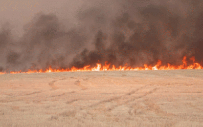 Zeci de hectare de păşune au ars la Foieni