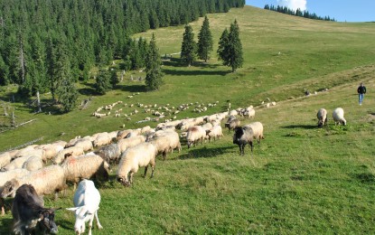 Cioban de voie. Păstoritul, o profesie tot mai rar întâlnită în România